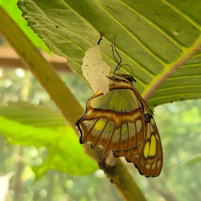 Butterfly Garden