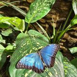 Butterfly Garden
