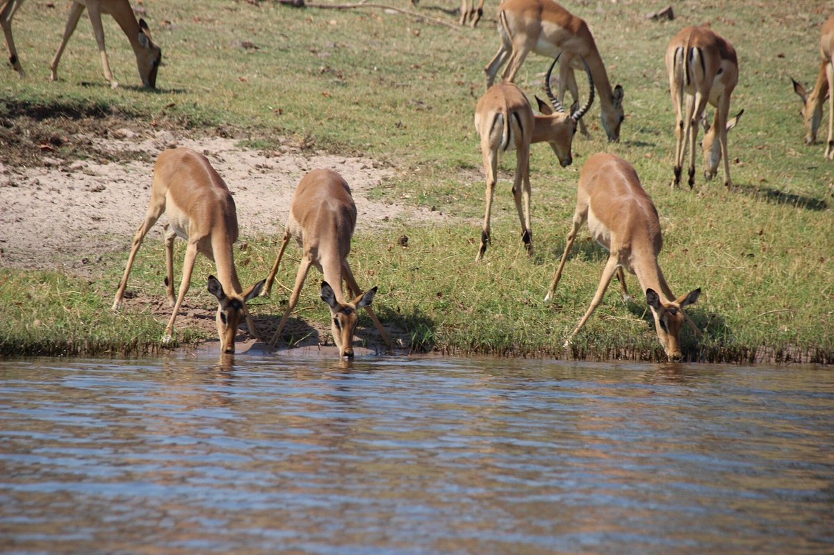 Chobe full day safari