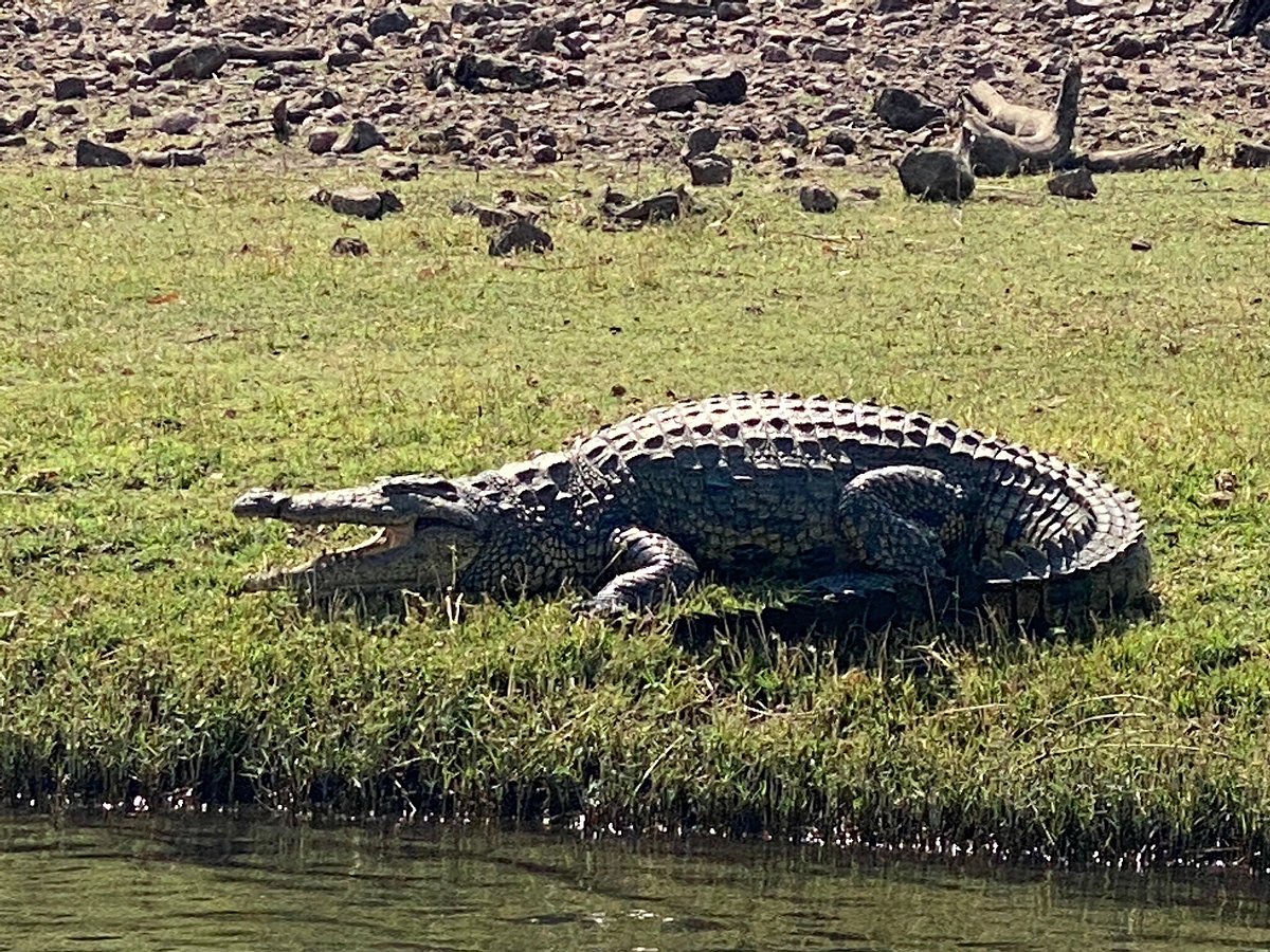 Chobe full day safari