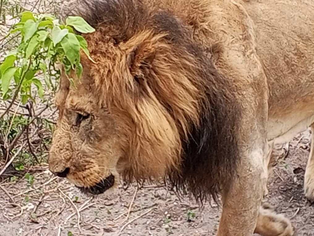 Chobe full day safari