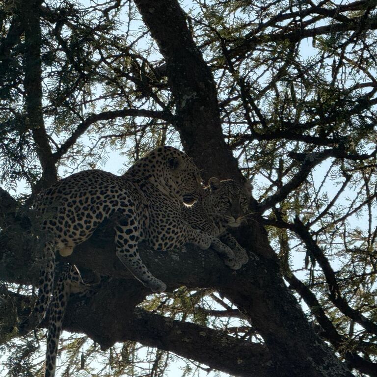 Rg tours & Safari