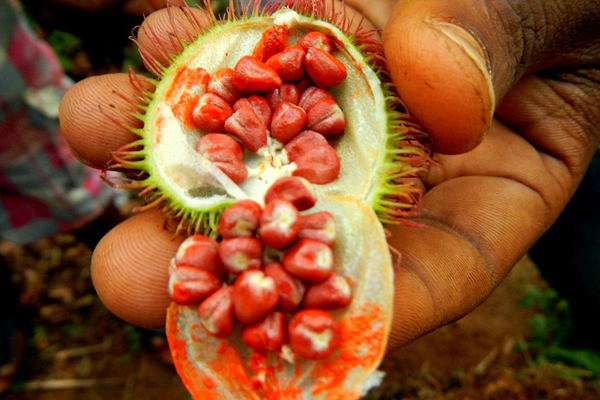 Zanzibar Spice tour