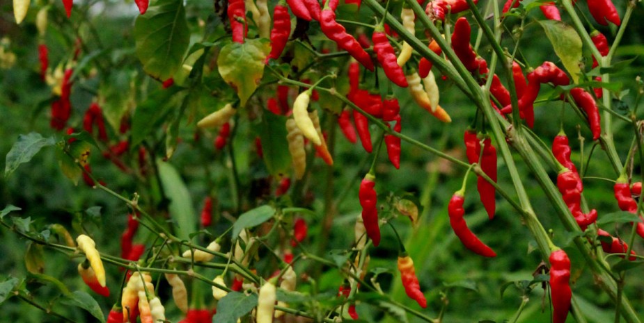 Zanzibar Spice tour