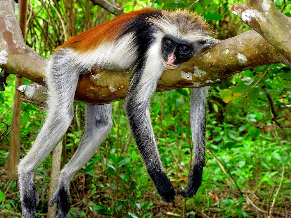 Explore Zanzibar Jozani Forest