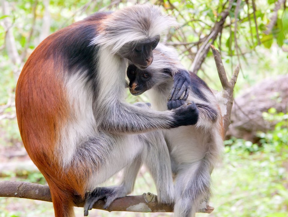Explore Zanzibar Jozani Forest