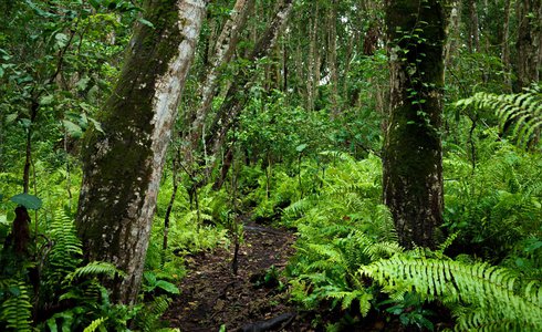 Explore Zanzibar Jozani Forest