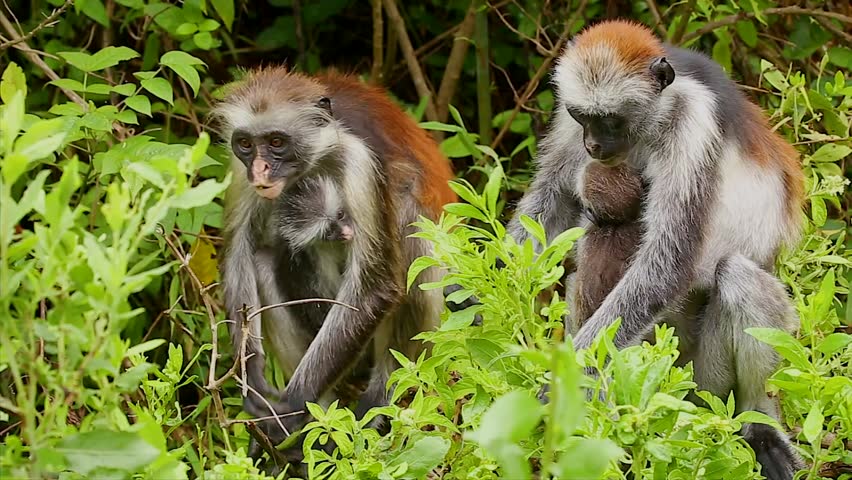 Explore Zanzibar Jozani Forest