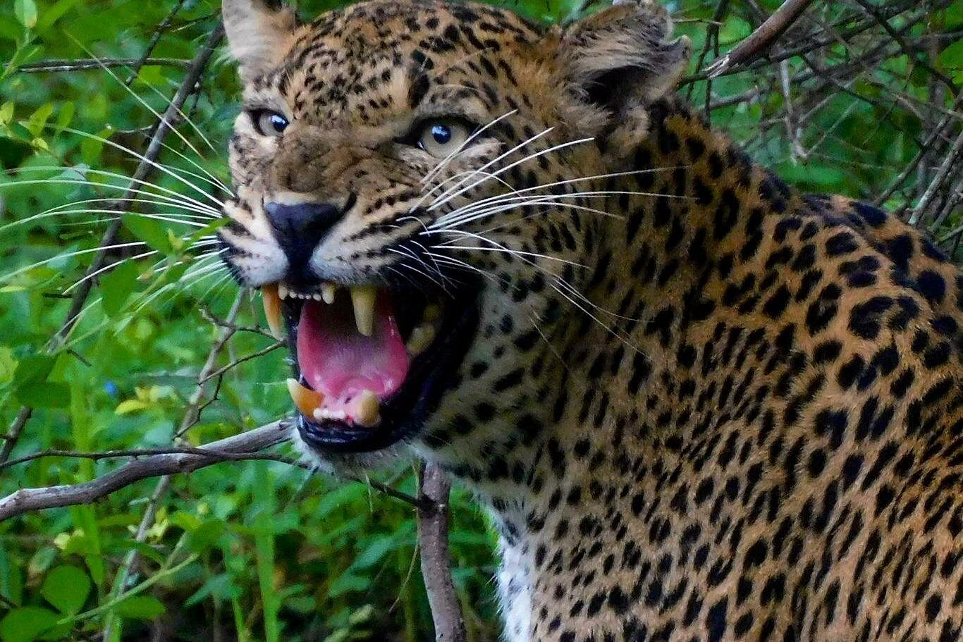 Vinu safari yala Tissamaharama