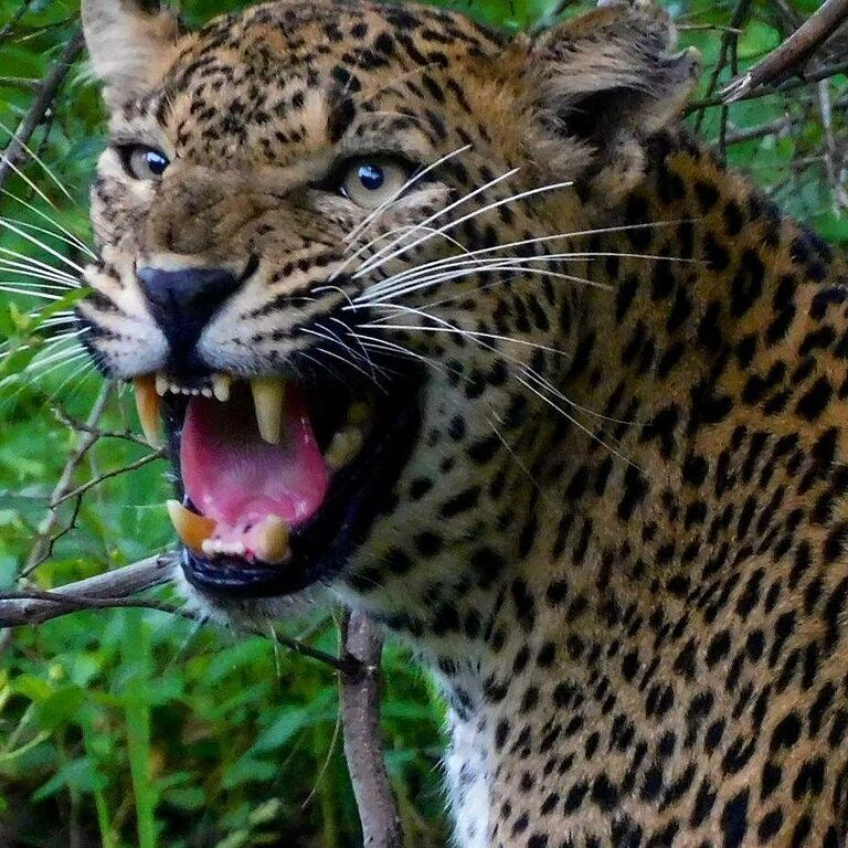 Vinu safari yala Tissamaharama