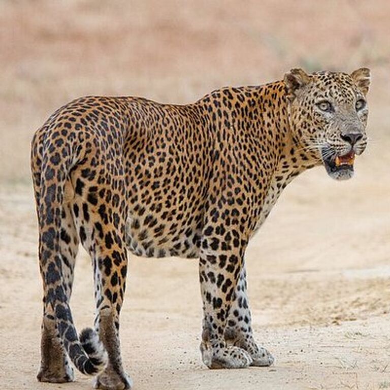 Vinu safari yala Tissamaharama