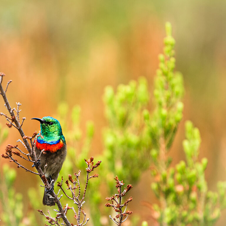 Capture Cape Town