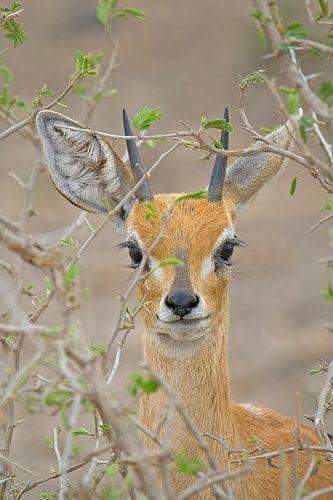 Day trip Mikumi national Park