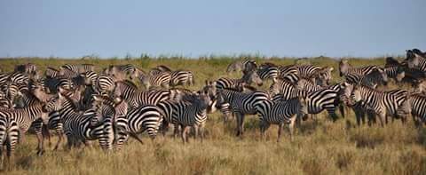 Day trip Mikumi national Park