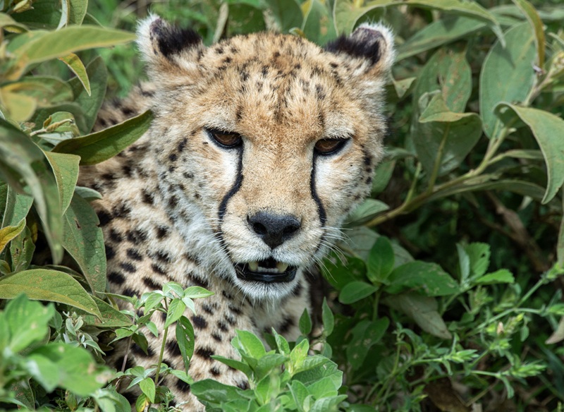 Social Adventure Safari