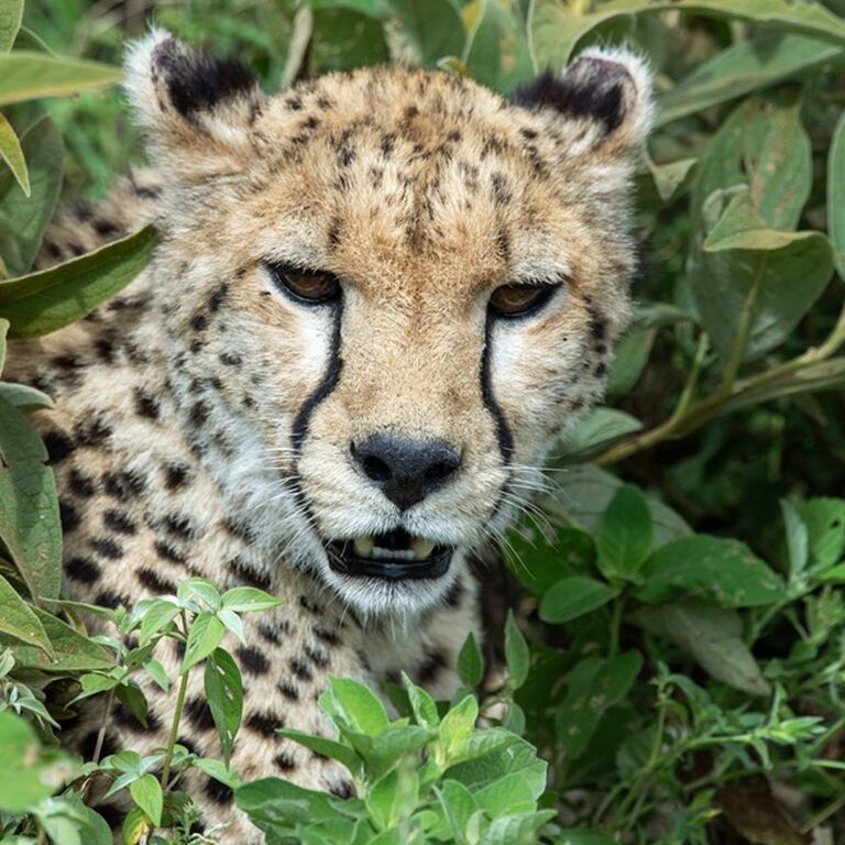 Social Adventure Safari