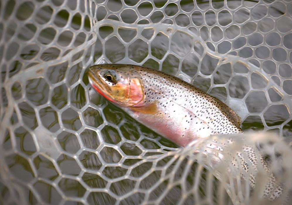 Wild Montana Anglers