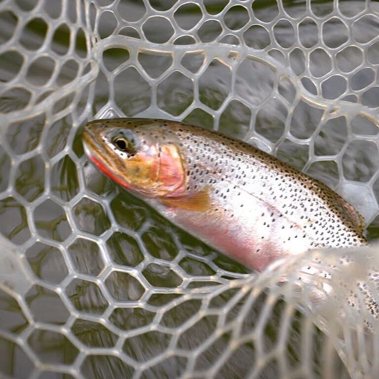 Wild Montana Anglers