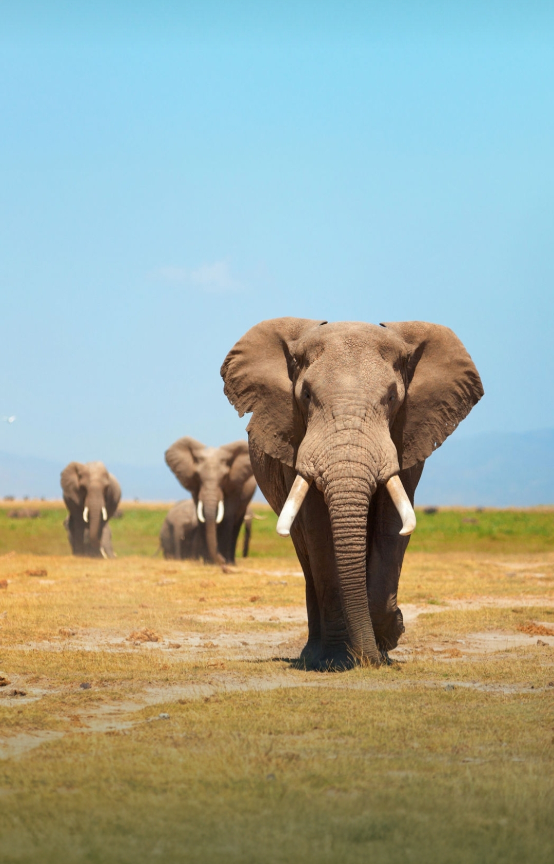 Sanal Wild Safaris