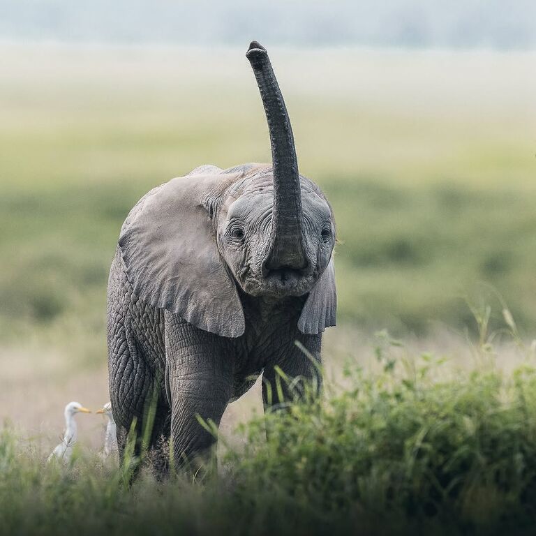 Taimex Safaris