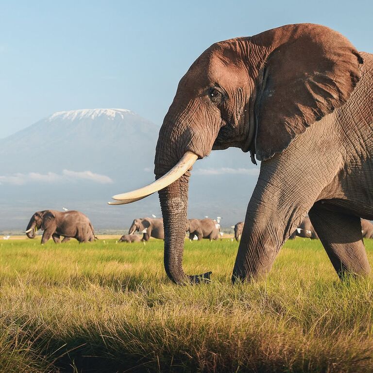 Taimex Safaris