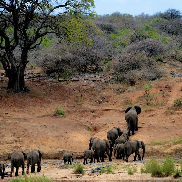 Epic Horizons Safaris
