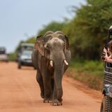 Yala LK Tours