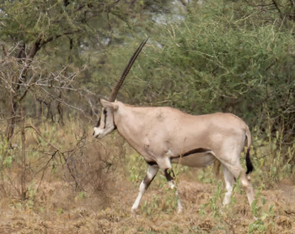 Bona Fide Ethiopia Tours