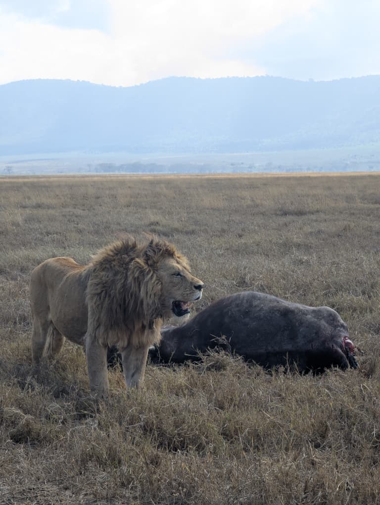 Quest Serengeti Safari's