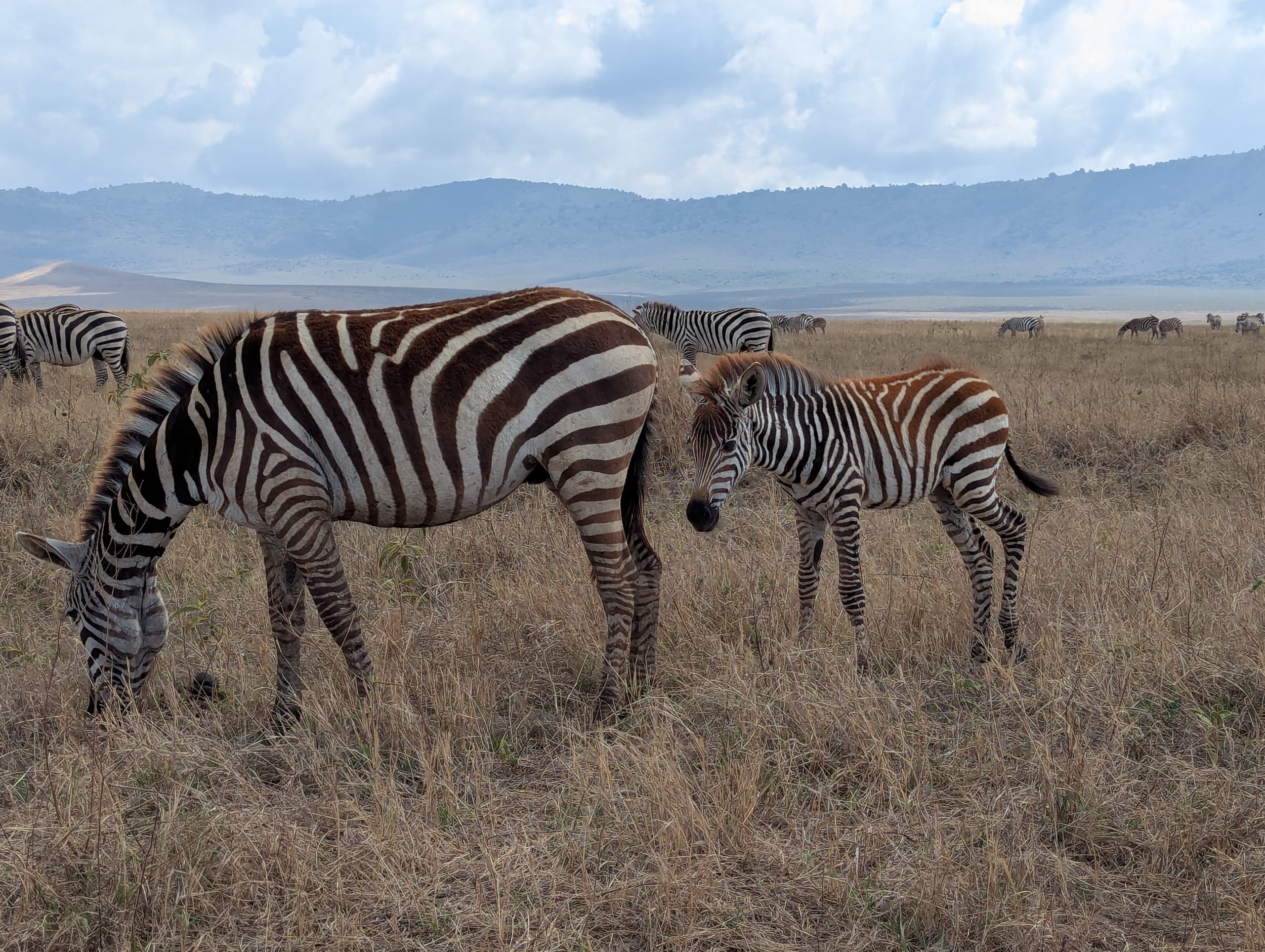 Quest Serengeti Safari's
