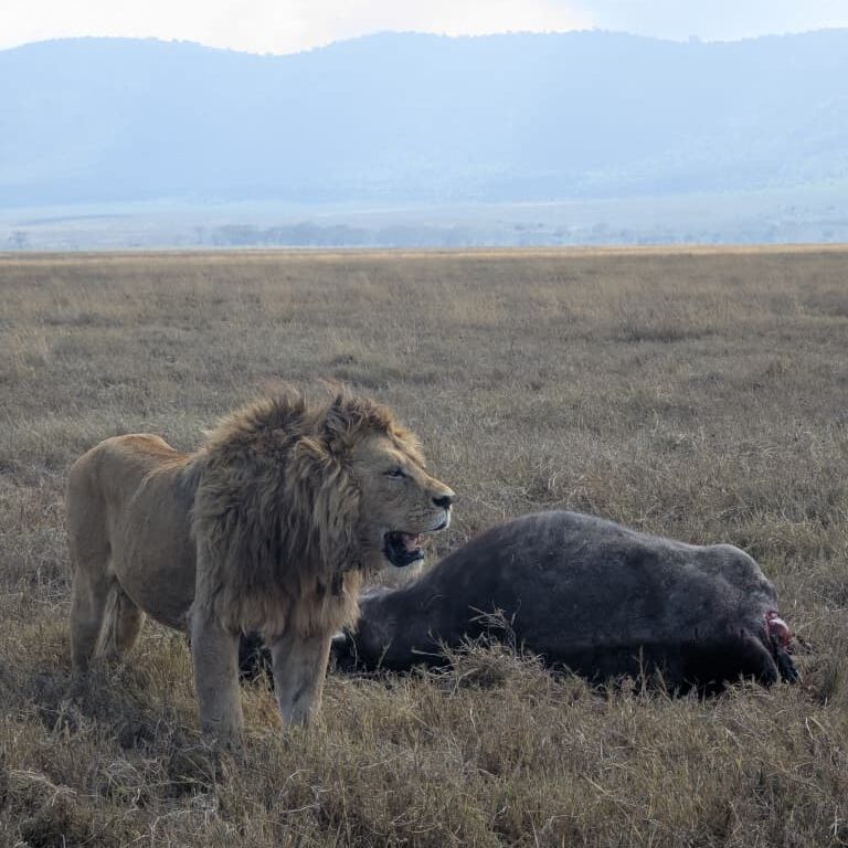 Quest Serengeti Safari's