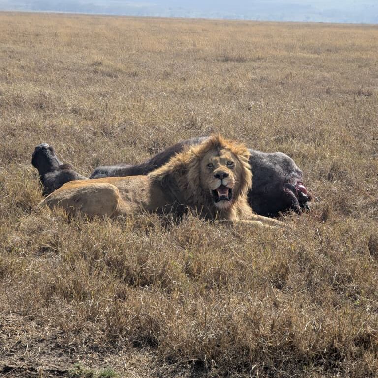 Quest Serengeti Safari's