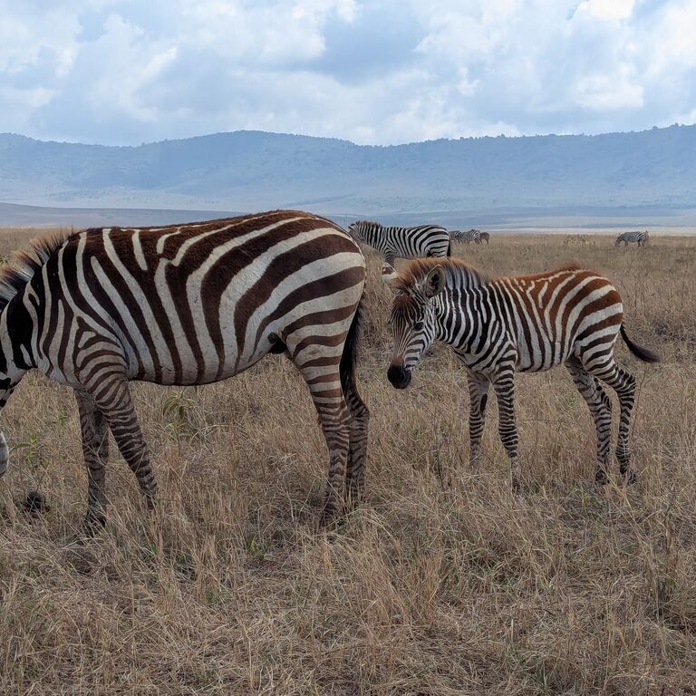Quest Serengeti Safari's