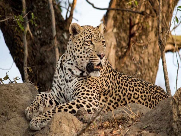 Tarangire National Park