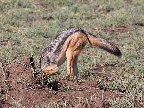 Tarangire National Park