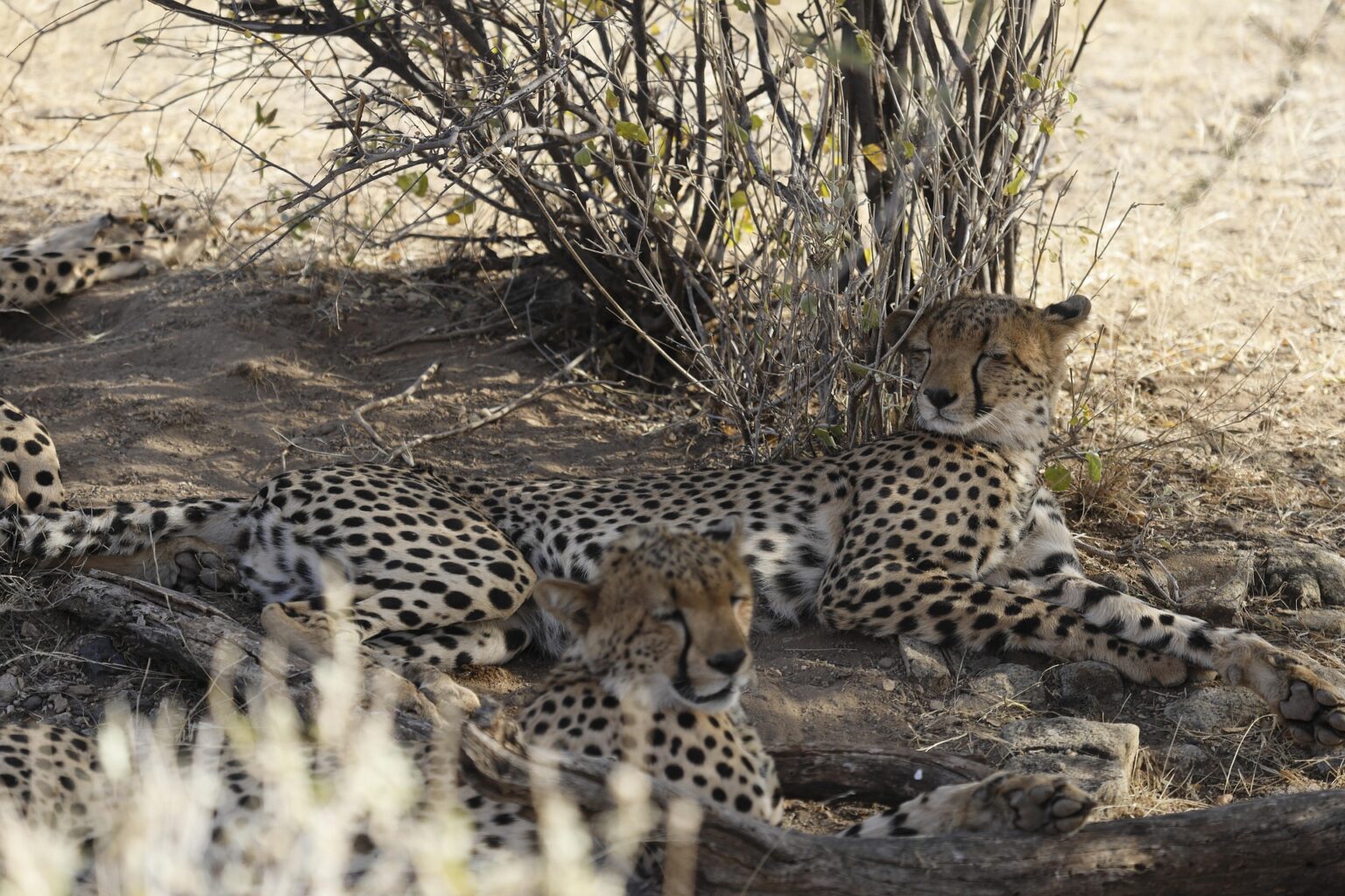 Afrique Calabash Tours ltd