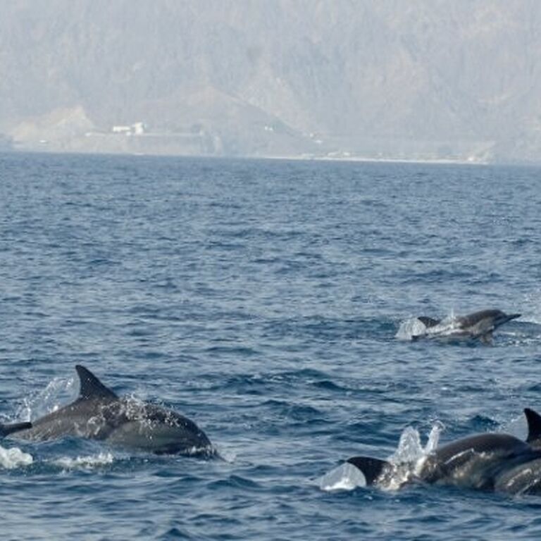 Mansa Sea Tourism
