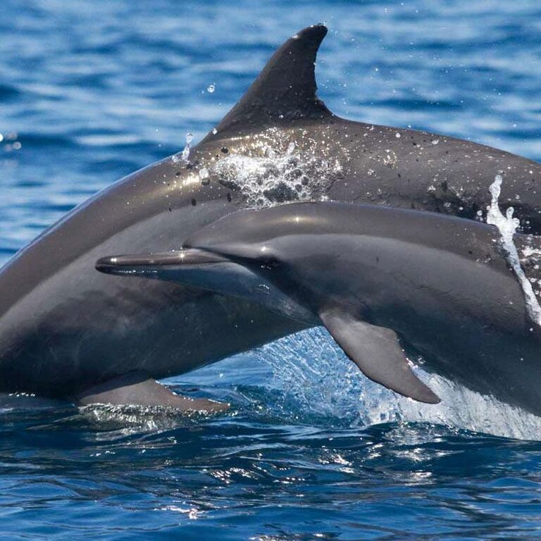 Mansa Sea Tourism