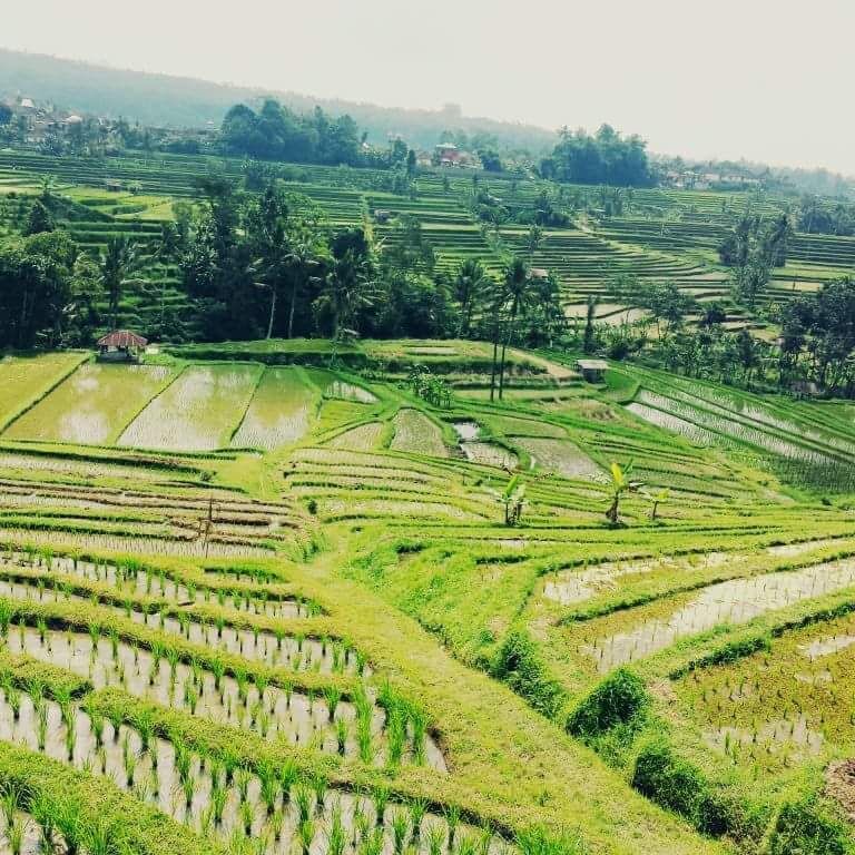 Rahayu Bali Transport