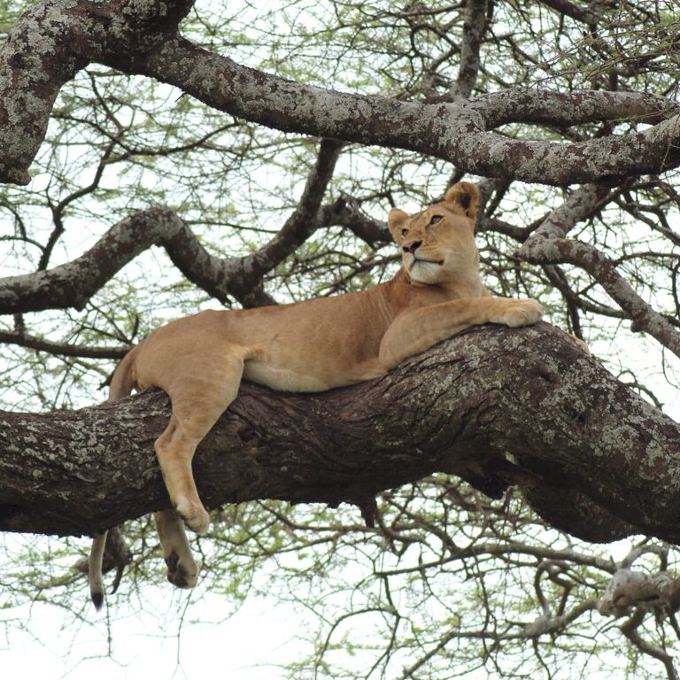 OWAITU AFRIKA SAFARIS