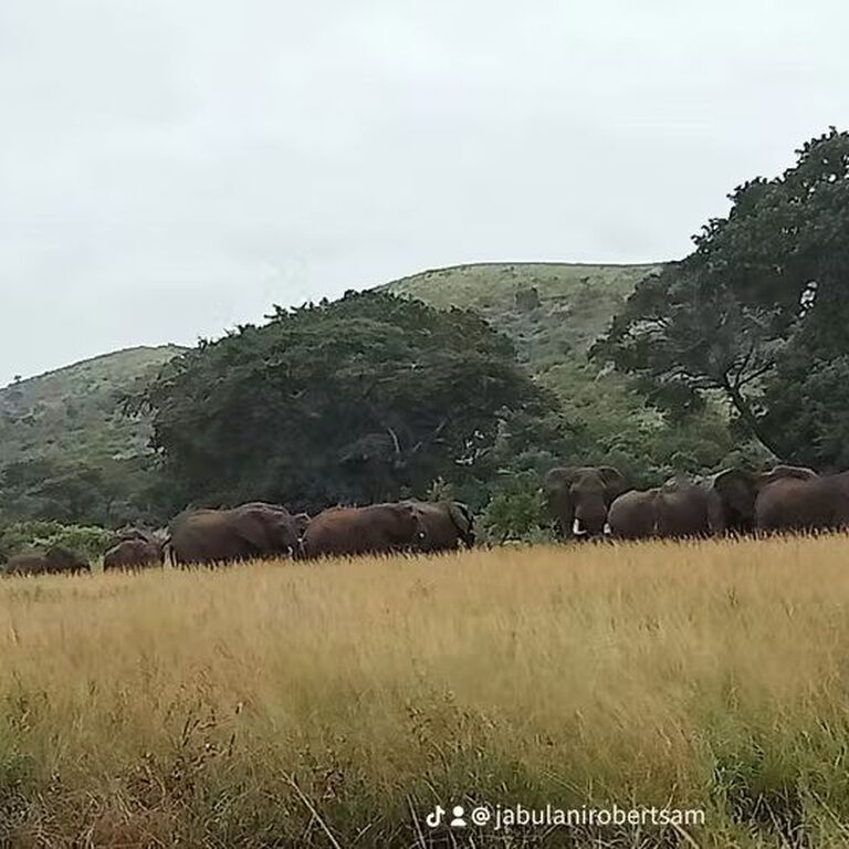 Jabulani