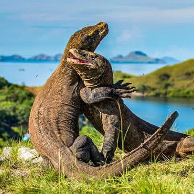 MILES TRIP KOMODO