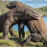 MILES TRIP KOMODO