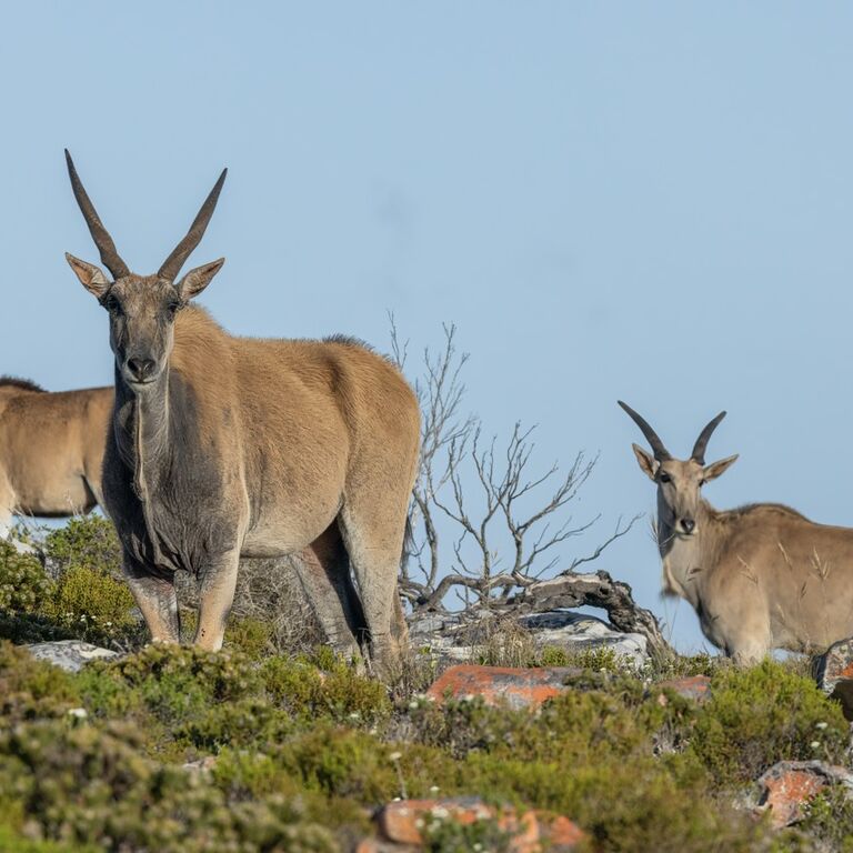 Cape Point E-Bike Tours