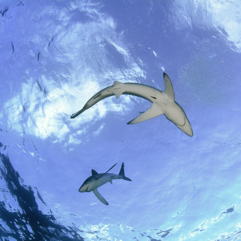 Go Shark