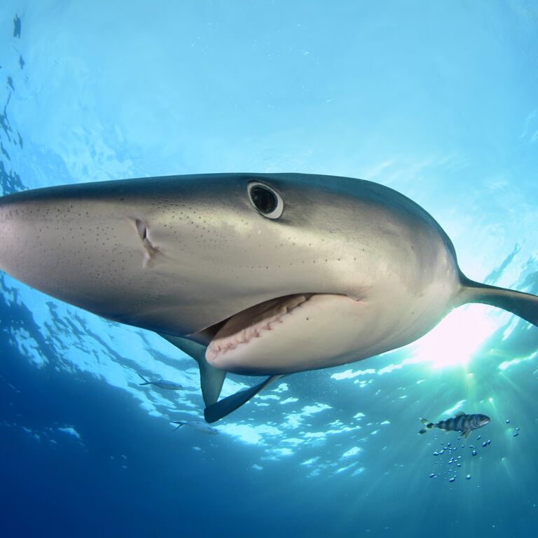 Go Shark