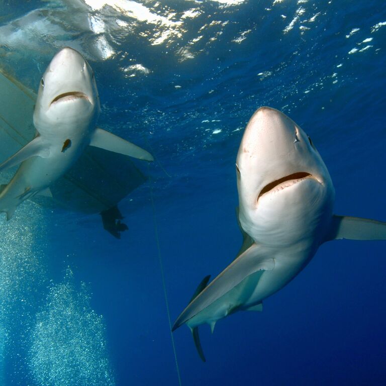 Go Shark