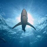 Go Shark