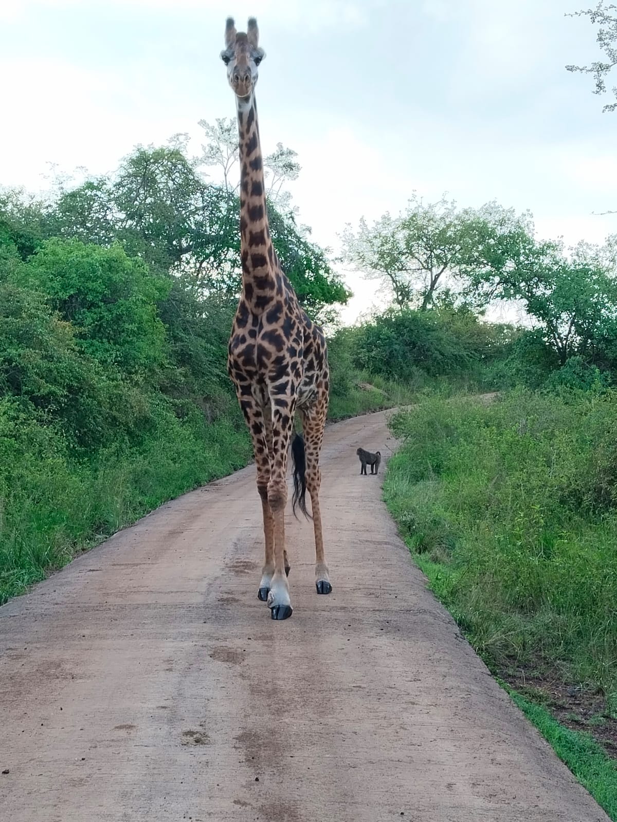 Nairobi and beyond safaris