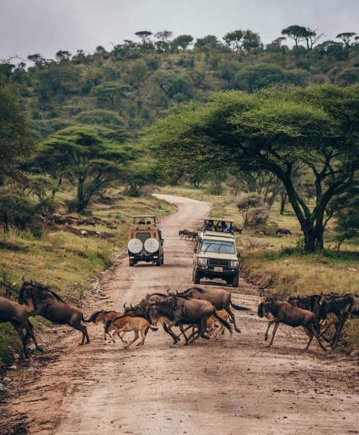 THE TROOPS ADVENTURES SAFARIS